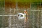 USA-Colorado-Windsor American white pelican swimming in pond Art Print